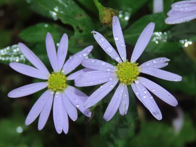 Aster indicus, photographed by chiuluan
