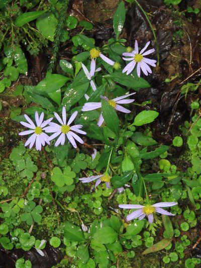 Aster indicus, photographed by chiuluan