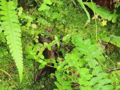 Hypericum japonicum, photographed by chiuluan