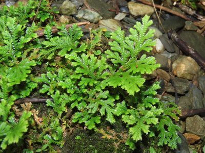 Selaginella moellendorffii, photographed by chiuluan