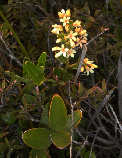 Parsonsia praeruptis, photographed by Peter de Lange