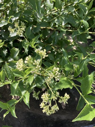 Microglossa pyrifolia, photographed by 張家瑜