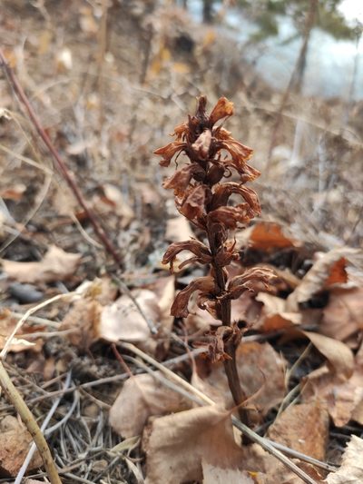 Orobanche coerulescens, photographed by Юлия