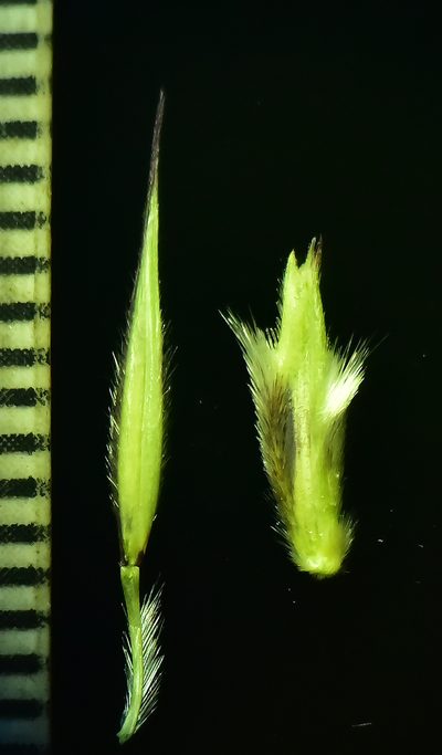 Triplopogon ramosissimus, photographed by S.MORE