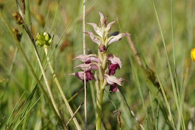 Anacamptis coriophora, photographed by Julia Moning