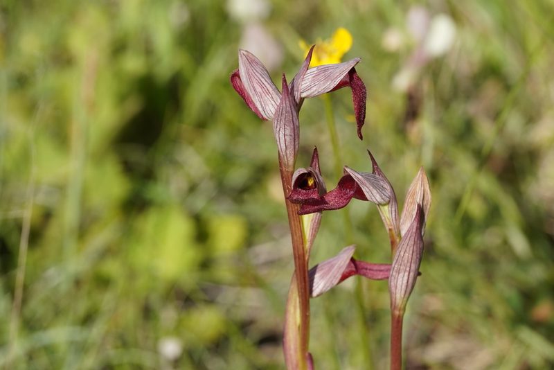 Serapias strictiflora, photographed by Julia Moning