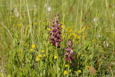 Anacamptis coriophora, photographed by Julia Moning