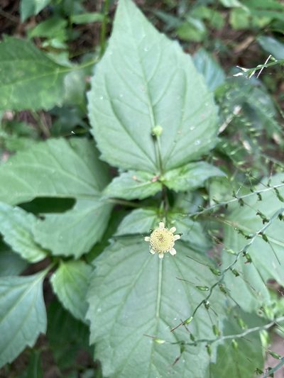 Adenostemma lavenia, photographed by 張家瑜