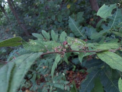 Grewia hirsuta, photographed by Swarochi Tathagath