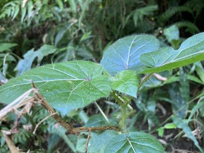 Solanum capsicoides, photographed by 張家瑜