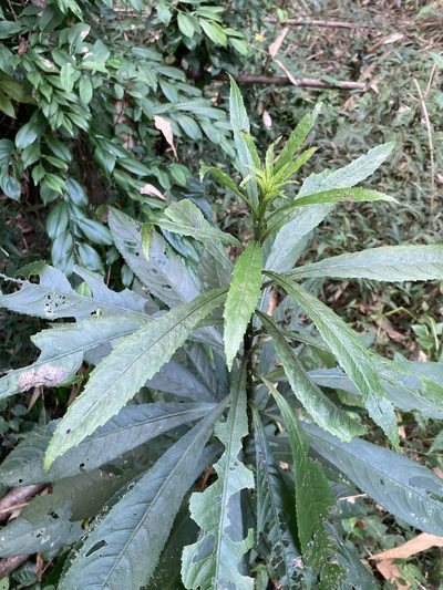 Blumea lanceolaria, photographed by 張家瑜