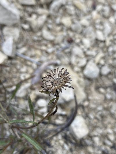 Jasonia tuberosa, photographed by Thomas Dreux