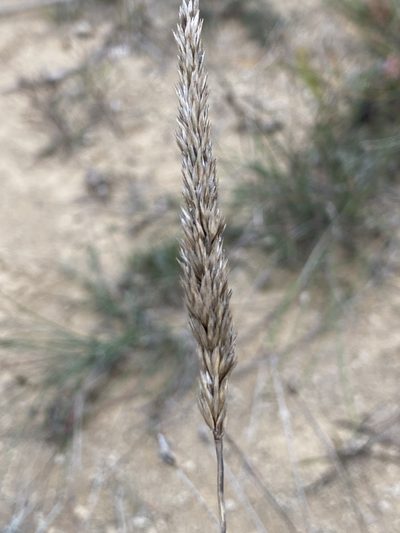 Koeleria vallesiana, photographed by Thomas Dreux