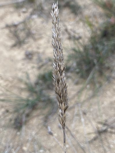 Koeleria vallesiana, photographed by Thomas Dreux