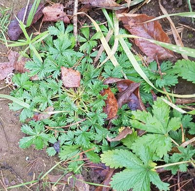 Potentilla intermedia, photographed by Dmitry Tikhonov
