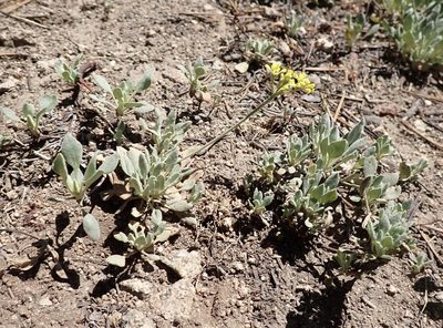 Eriogonum incanum, photographed by John Brew