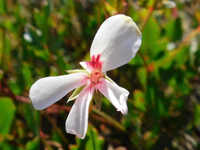 Pelargonium setulosum, photographed by Klaus Wehrlin