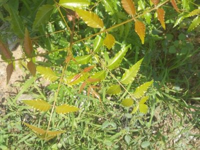 Azadirachta indica, photographed by Sunday Berlioz KAKPO