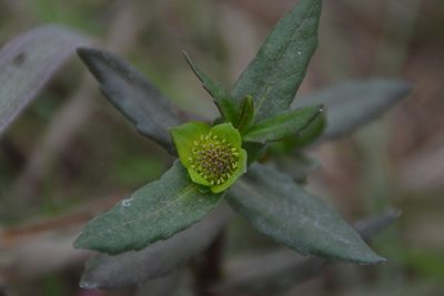 Enydra sessilifolia, photographed by Antonio W. Salas
