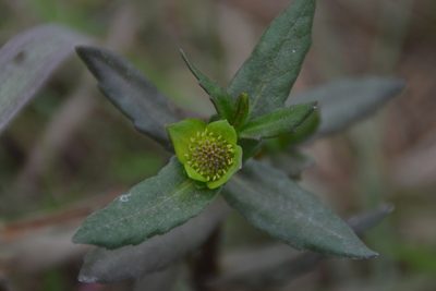 Enydra sessilifolia, photographed by Antonio W. Salas