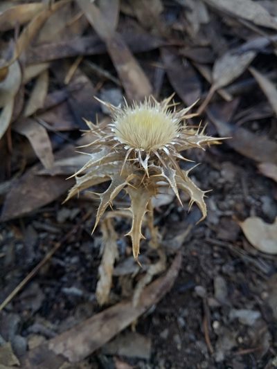 Carlina lanata, photographed by Karim Haddad