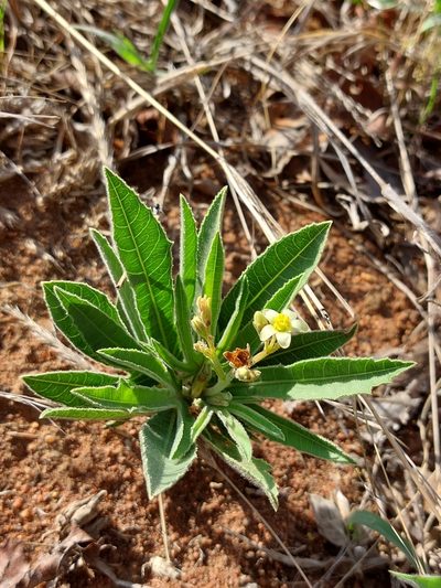 Jatropha zeyheri, photographed by Manuel R Popp