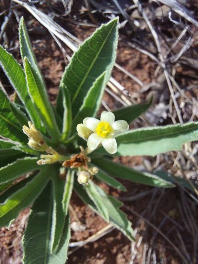 Jatropha zeyheri, photographed by Manuel R Popp