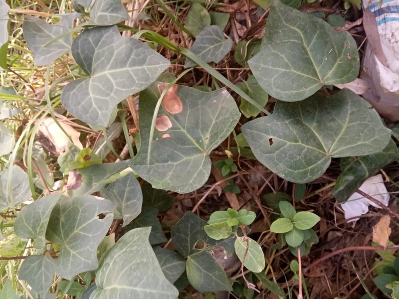 Hedera algeriensis, photographed by Karim Haddad