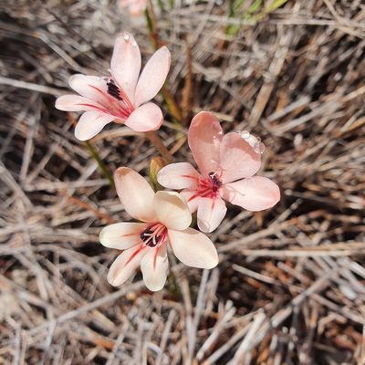 Tritonia undulata, photographed by Corli du Toit Smith