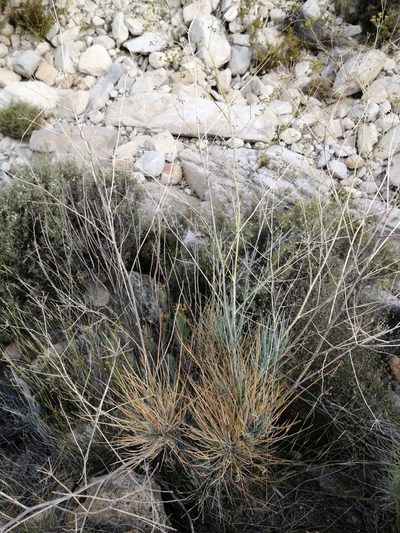 Anginon swellendamense, photographed by Danie Palm