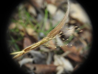 Panicum capillare, photographed by Yves Bas