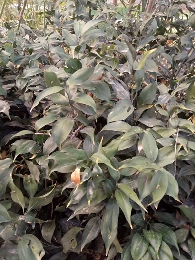 Ruscus hypophyllum, photographed by Karim Haddad