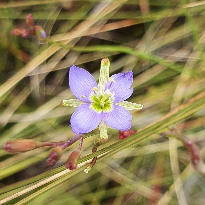 Heliophila adpressa, photographed by Corli du Toit Smith