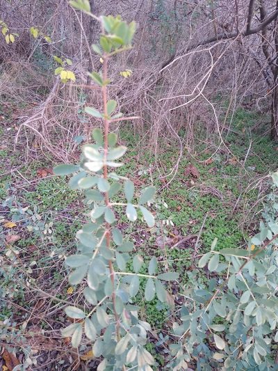 Caragana halodendron, photographed by Anna Petrosyan