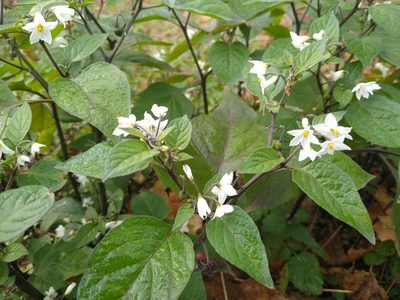 Solanum villosum, photographed by Anna Petrosyan