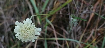Scabiosa ochroleuca, photographed by tetyanakuchma
