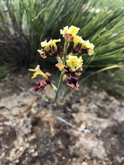 Tritoniopsis parviflora, photographed by Charleen Brunke