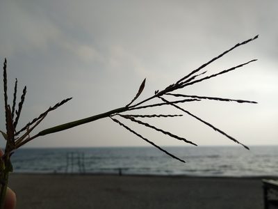 Digitaria sanguinalis, photographed by Anna Petrosyan
