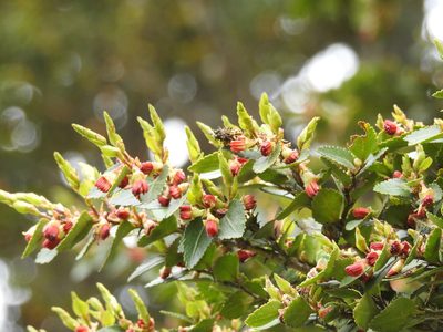 Nothofagus betuloides, photographed by María Regina Silva