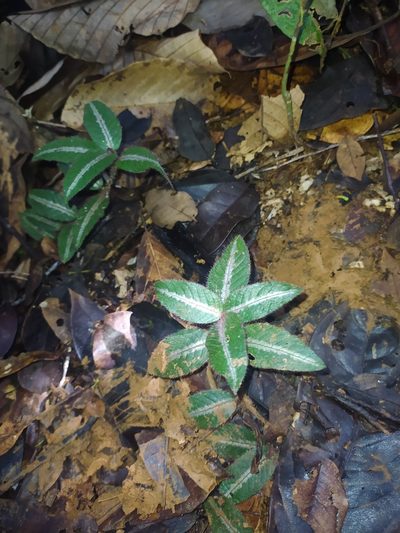 Palicourea debilis, photographed by Guillaume Delaitre