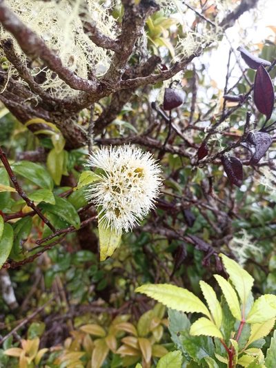 Metrosideros albiflora, photographed by Oscar Dove