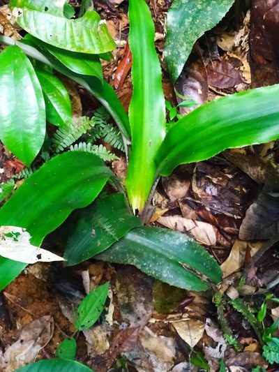 Disteganthus basilateralis, photographed by Guillaume Delaitre