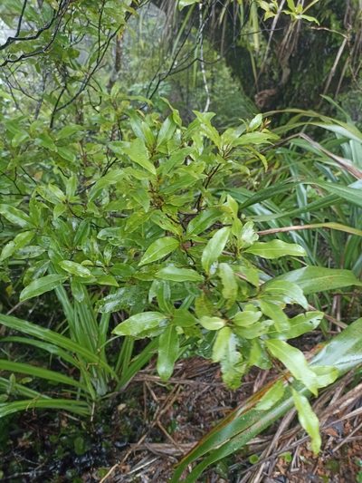 Coprosma dodonaeifolia, photographed by Oscar Dove