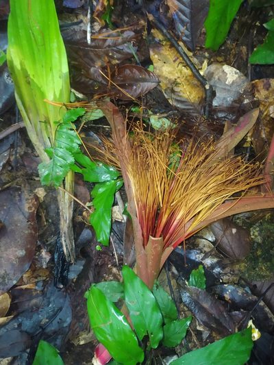 Pachira insignis, photographed by Guillaume Delaitre