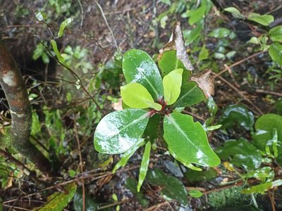 Pseudowintera axillaris, photographed by Oscar Dove