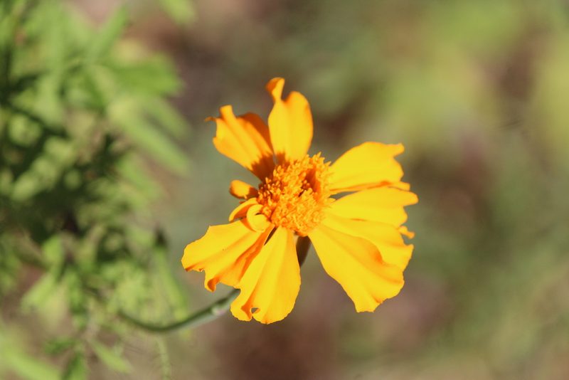 Tagetes erecta, photographed by José Belem Hernández Díaz