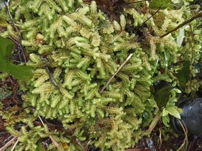 Schistochila appendiculata, photographed by Oscar Dove
