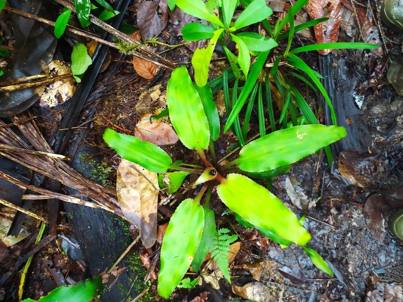 Disteganthus basilateralis, photographed by Guillaume Delaitre