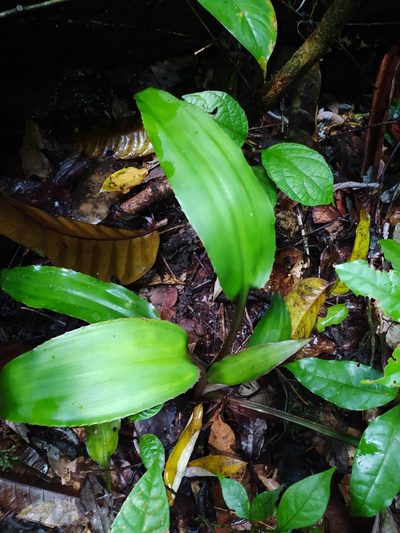 Disteganthus basilateralis, photographed by Guillaume Delaitre