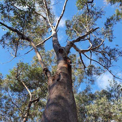 Eucalyptus punctata, photographed by ronavery